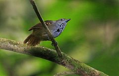 White-eyed Stipplethroat